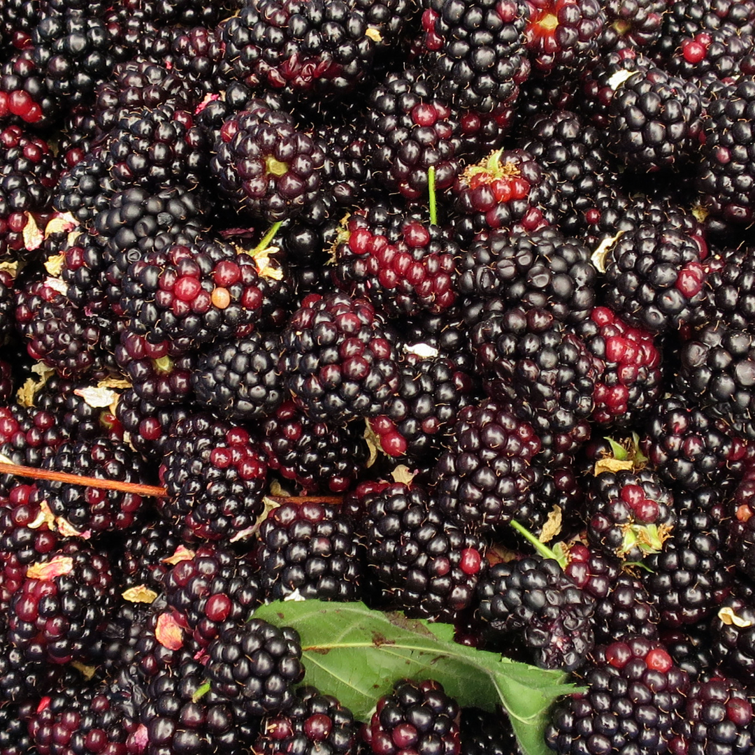 blackberries graphic