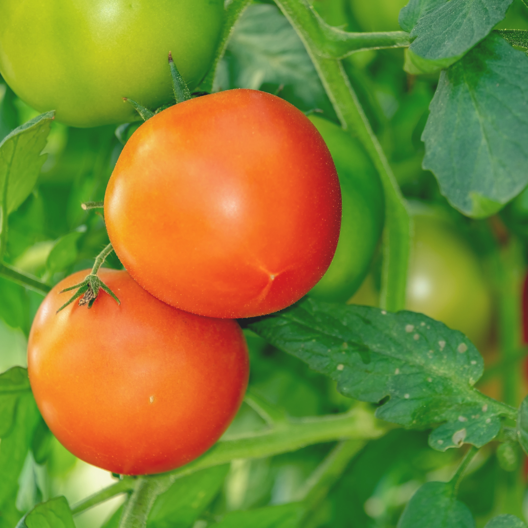 tomatoes graphic