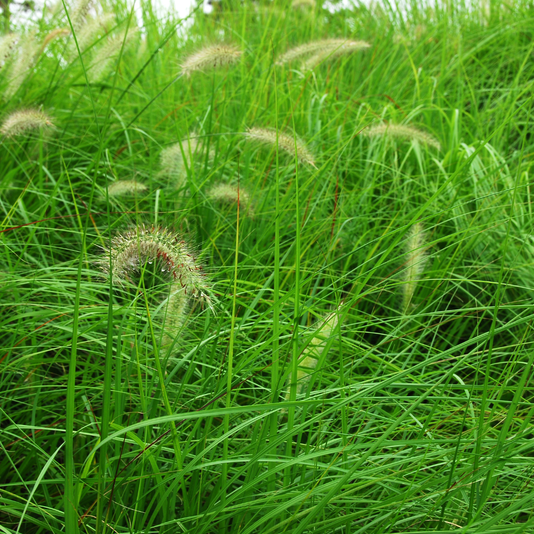 native ornamental grasses graphic