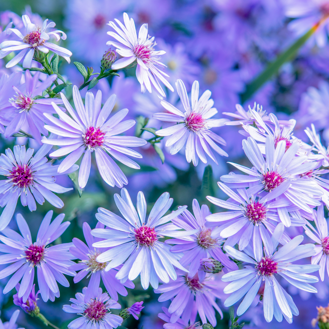 asters graphic