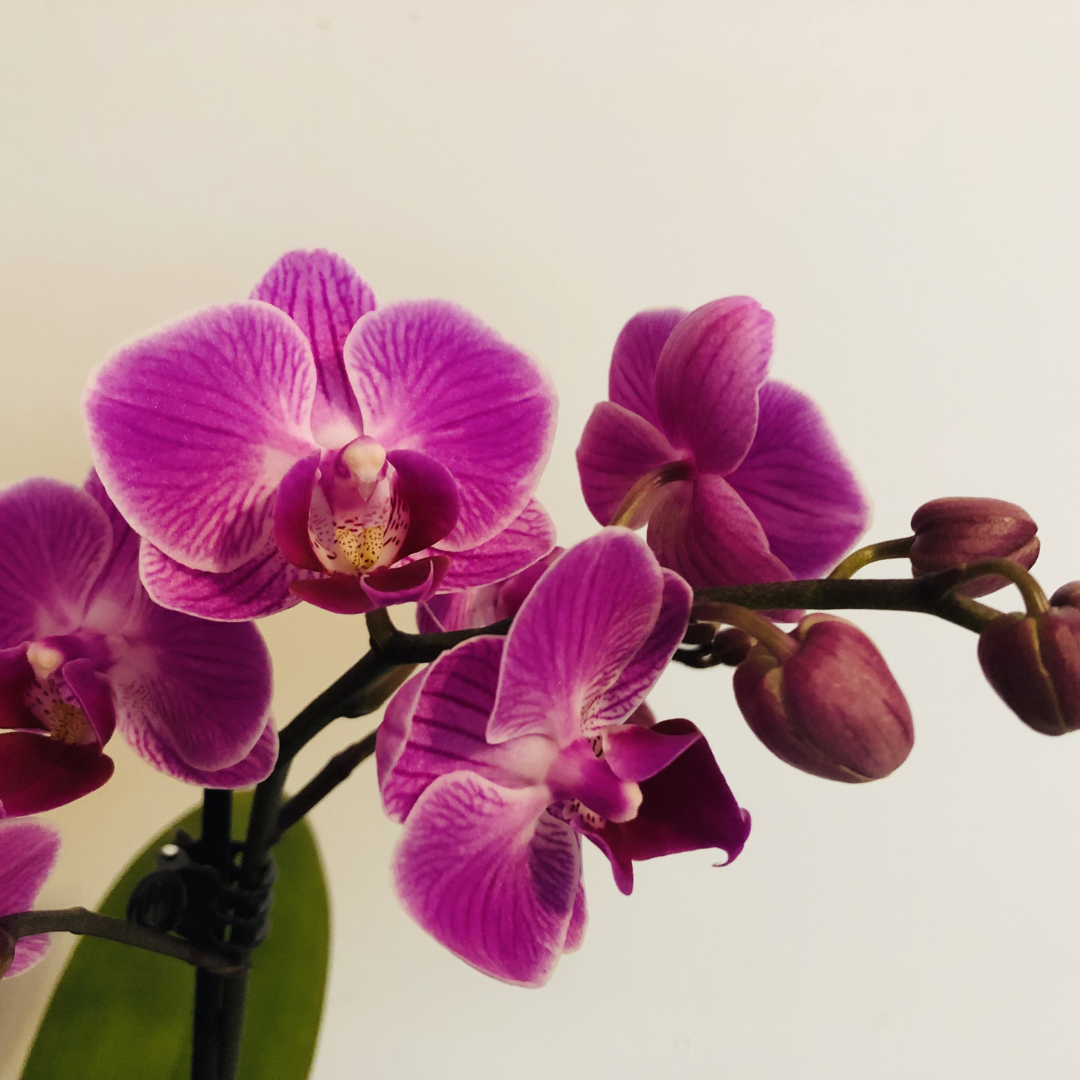 orchid graphic