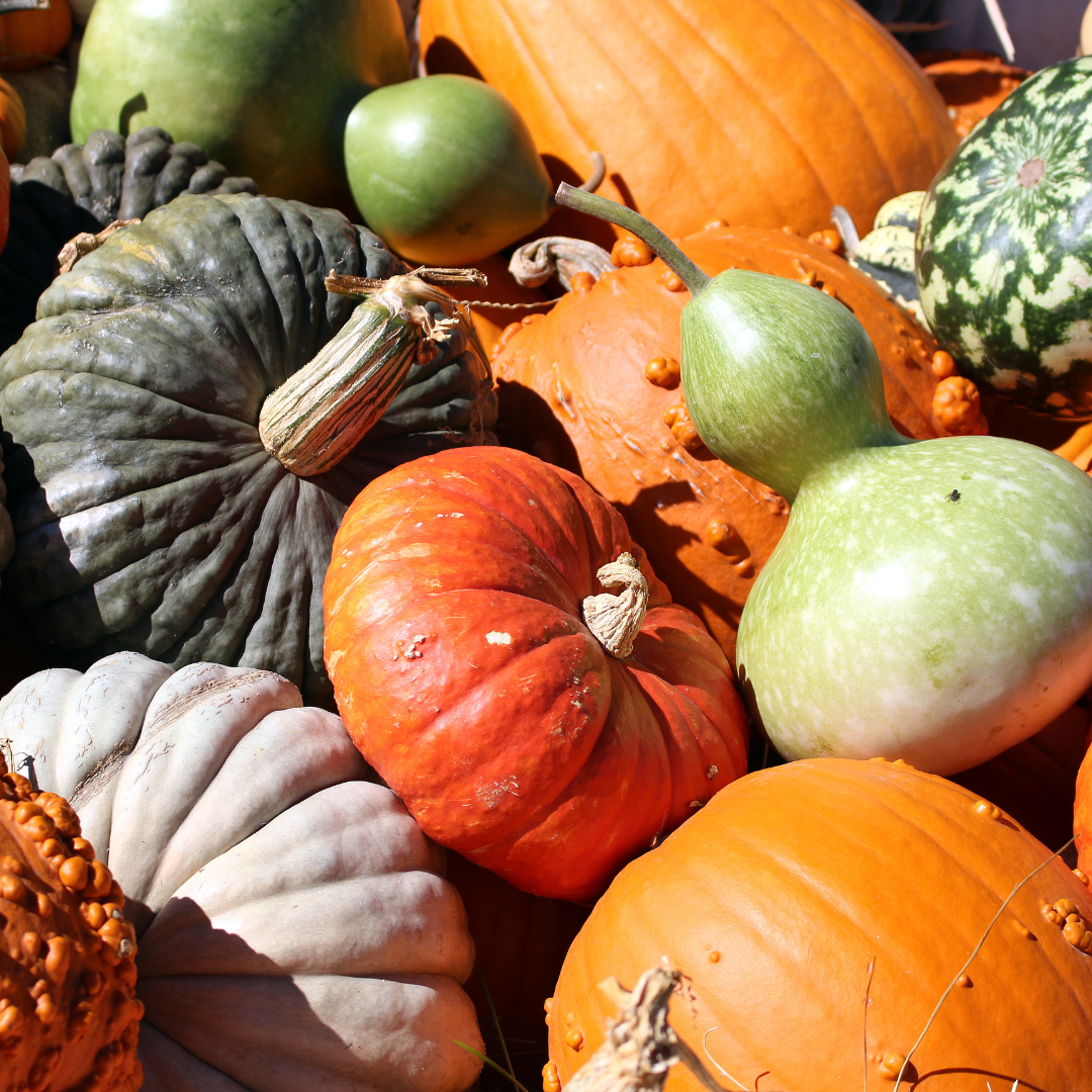 gourds and pumpkins graphic