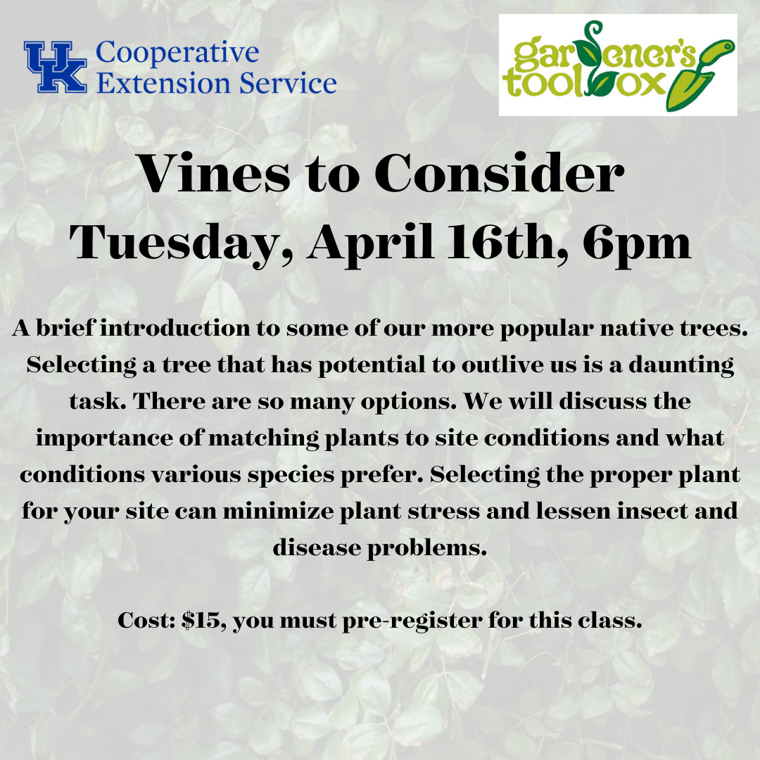 Vines to Consider 2024