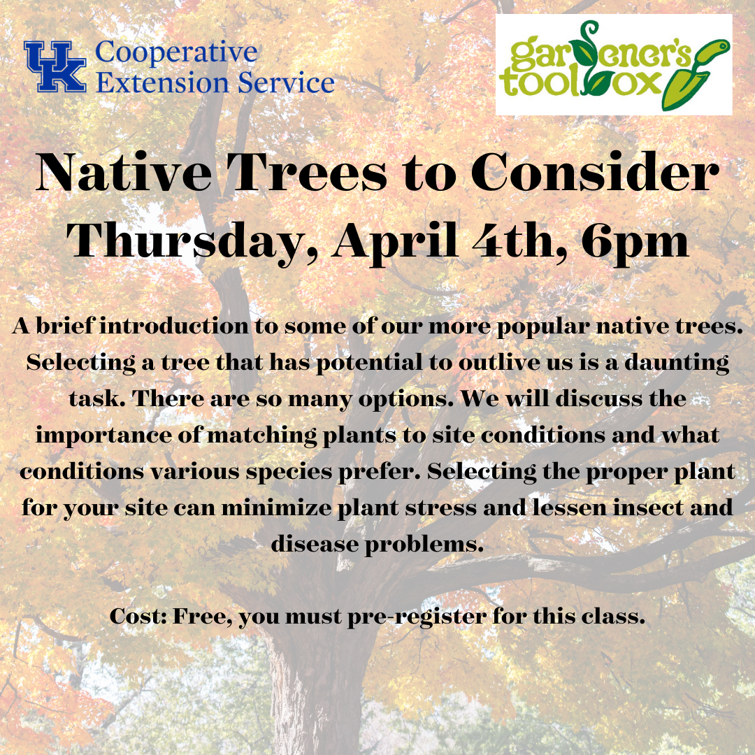 Native Trees to Consider 2024