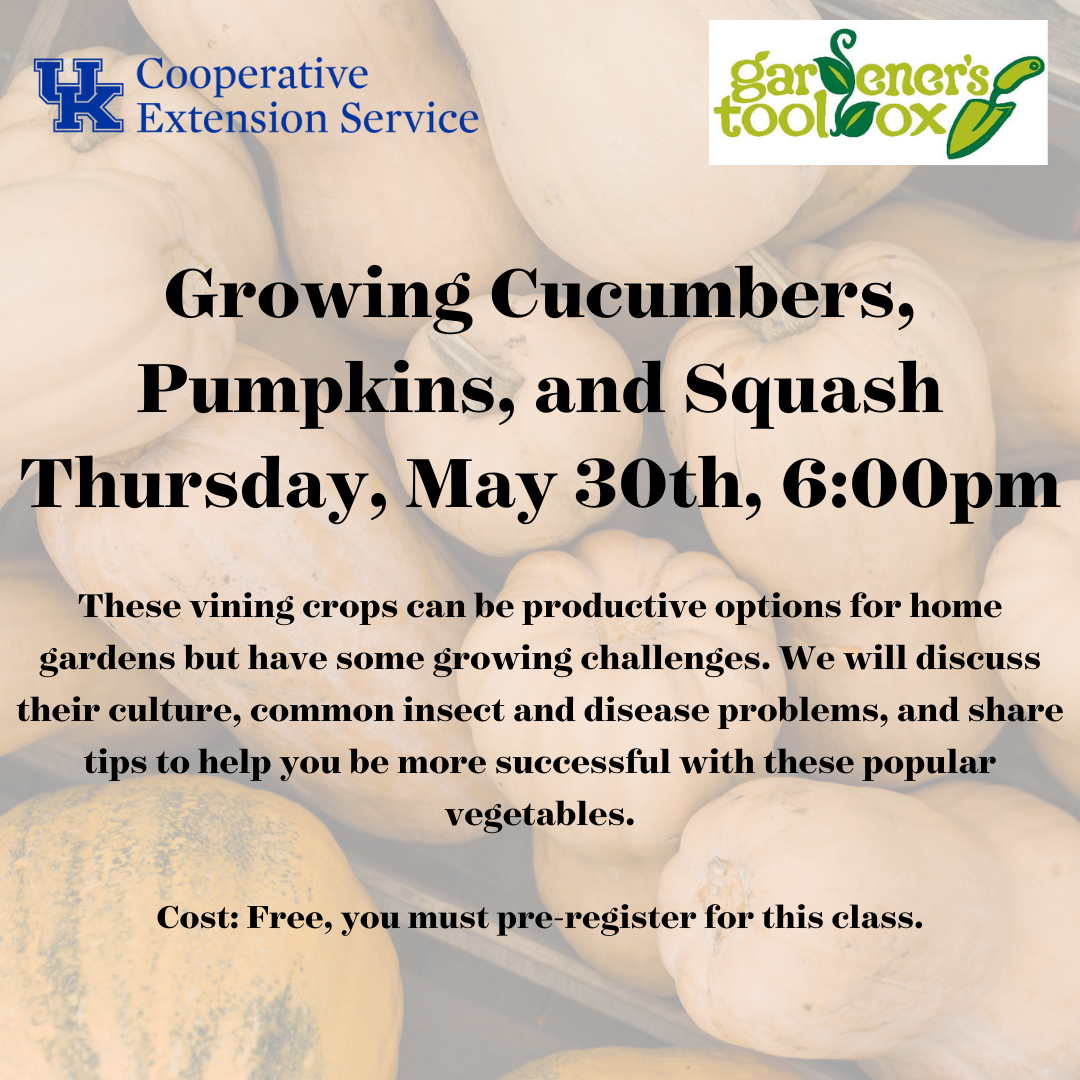 Growing Cucumbers, Pumpkins, and Squash 2024
