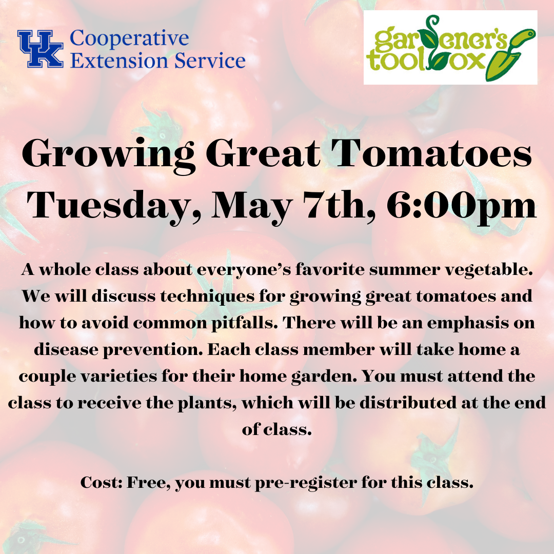Growing Great Tomatoes 2024