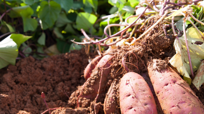 sweet potato graphic