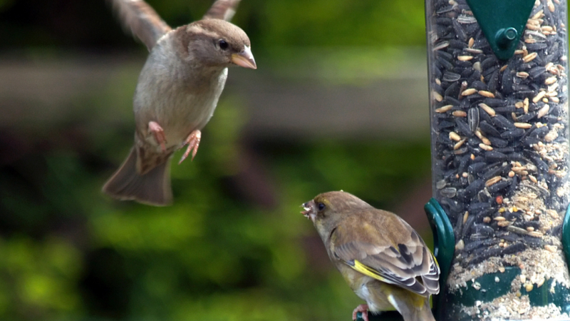 attracting birds graphic