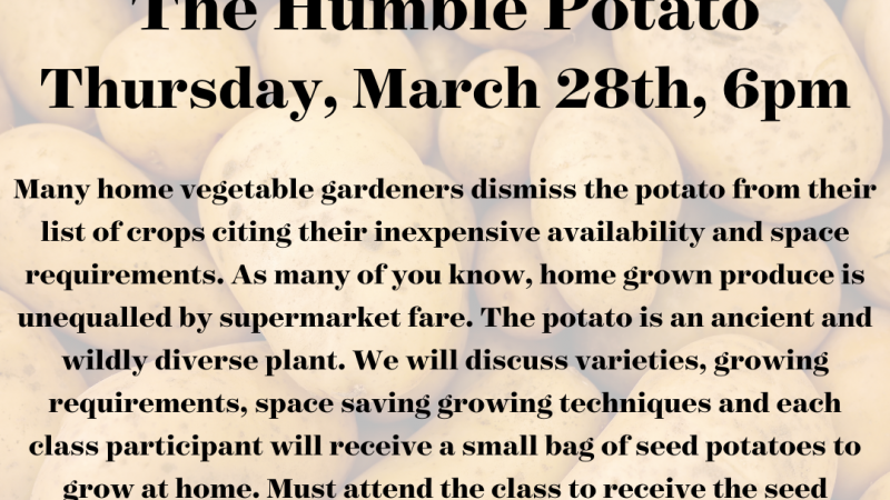 The Humble Potato 2024