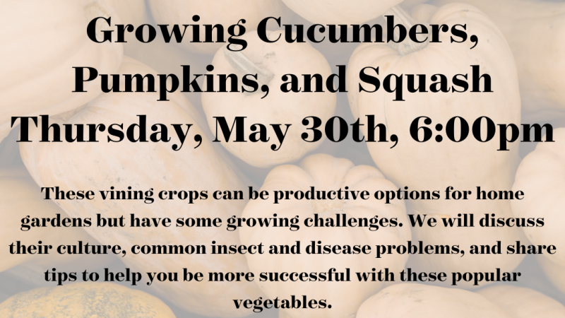 Growing Cucumbers, Pumpkins, and Squash 2024